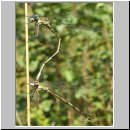 Lestes viridis - Weidenjungfer 02.jpg